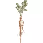 Vector image of a parsnip