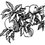 桃のベクトル画像