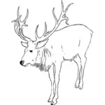 Vector Illustrasjon av deer hjort