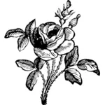 Роза векторное изображение