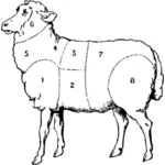 Schaf Fleisch Teile Vektor Zeichnung