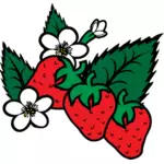 Image vectorielle de fraises fraîchement cueillies