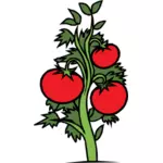 Seni klip vektor tanaman tomat