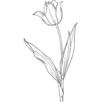 Tulipan wektor clipart