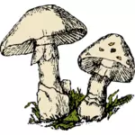 两个蘑菇矢量