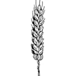 Image vectorielle de branche de blé