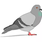 Culoare ilustrare de porumbei cu umbra