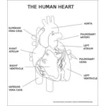 मानव हृदय के वेक्टर छवि