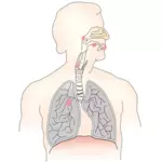 Simbol untuk paru-paru kanker vektor gambar