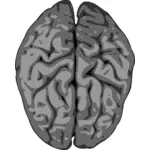 मानव मस्तिष्क की धुँधली वेक्टर छवि
