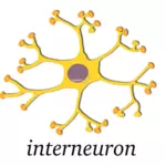Vector image of neuron