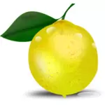 Fotogerçekçi limon yaprağı vektör çizim ile
