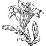 Lily bunga garis seni vektor gambar