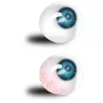 Dos globos oculares