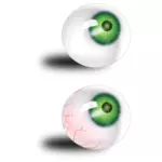 مقلة العين الخضراء