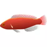 Cirrhilabrus jordani fish vector illustration