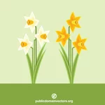 Narcissus blommor