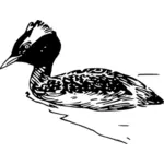 Horned grebe swimming vector graphics