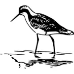 Wassertreter (Vögel) Vektor Zeichnung