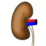 腎臓