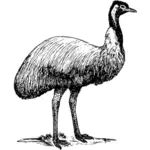 EMU küçük resimleri vektör