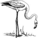 Desenho vetorial de Flamingo