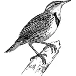Meadow lark vector tekening