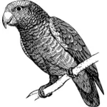 Papegoja på en gren vektor ClipArt