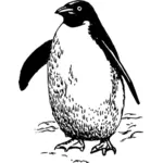 Pingwin wektor clipart