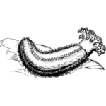 Zee komkommer vector illustraties