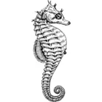 Seahorse vector illustraties