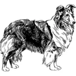 Anjing gembala Shetland vektor klip seni
