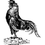 Vecchio gallo