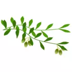 Olive branch z oliwkami