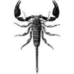 Opisthacanthus rugiceps vector image