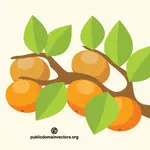 Pomarańczowe drzewa