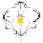 Clipart de fleur d'orchidée sauvage en couleur