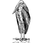 Større Adjutant fuglen vektor tegning