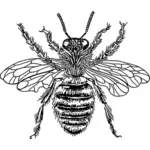 Reine abeille