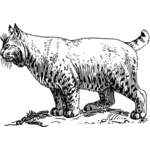 Bobcat vector drawing