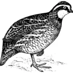 Bobwhite quail vector clip art