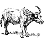 Buffalo nakreslený obrázek