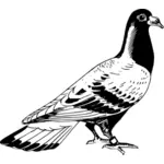 Carrier pigeon vector graphics