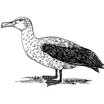 Ilustração em vetor contorno de albatroz