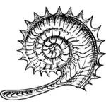 Ammonit görüntü