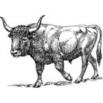 Black and white bull