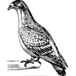 Vector clip art of homing pigeon