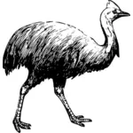 Vector de desen de cassowary