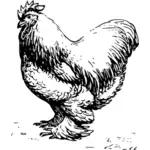 Cochin chicken vector illustration