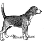 Ilustração em vetor cachorro Beagle